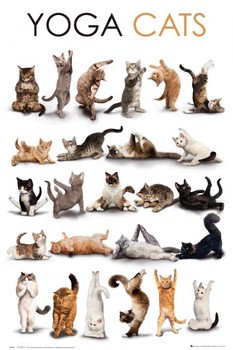 YOGA CATS Affiche, poster, photographie