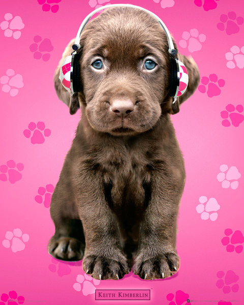 Keith Kimberlin - chocolate labs headphones Poster | Sold at EuroPosters