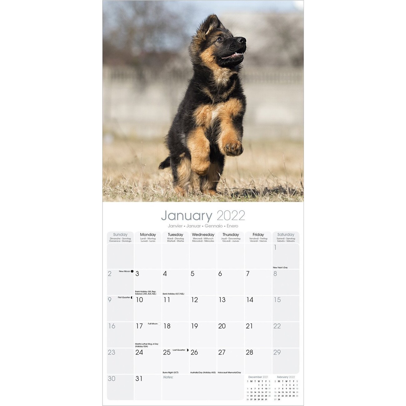 German Shepherd - Pups - Wall Calendars 2027 | Buy at Europosters