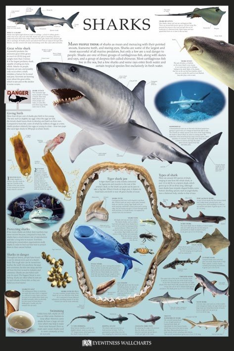 Poster Sharks | Wall Art | 3+1 FREE | Europosters