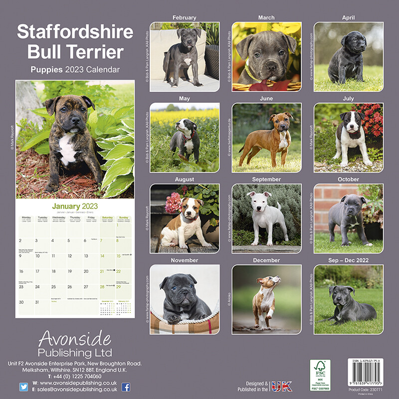 Staffordshire Bull Terrier Pups Wall Calendars 2023 Buy at