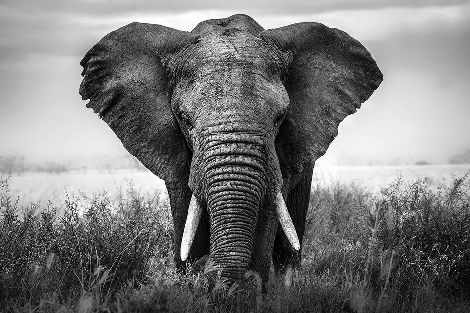 Wall Glass Art - Elephant - Nature b&w | Buy at Europosters.eu