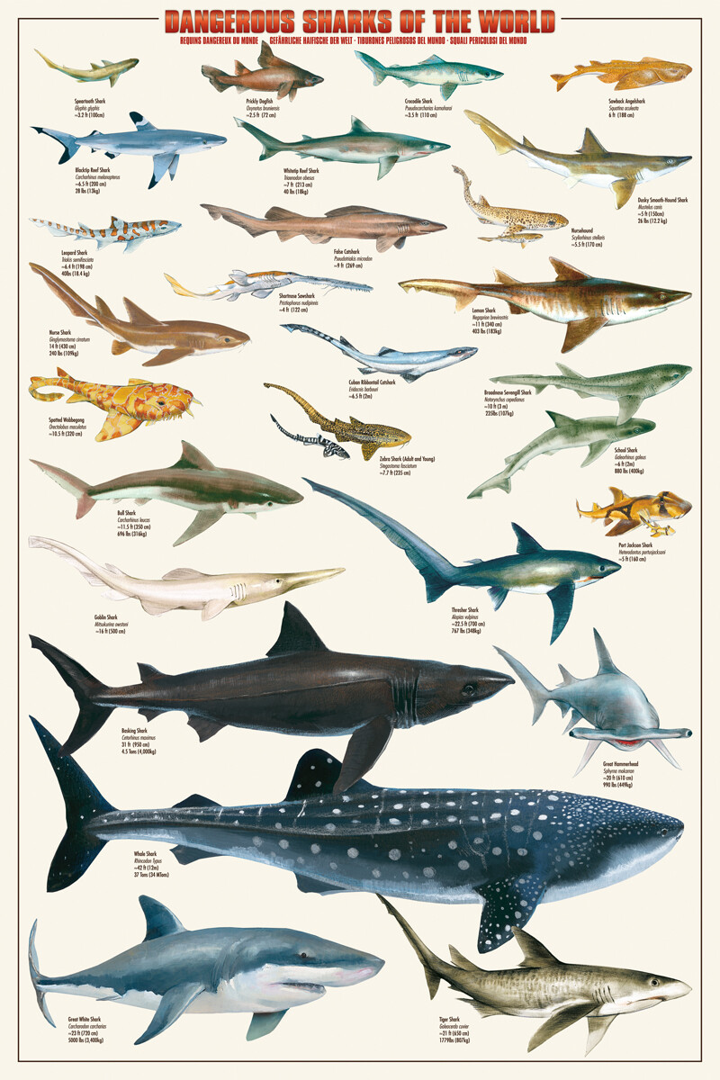 ★レア★THE WORLD MOST DANGEROUS SHARKS ポスター Amazon.com: EuroGraphics Dangerous Sharks Poster, 36 x 24 in