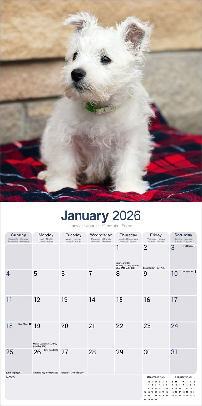 West Highland Terrier Wall Calendars 2026 Buy at Europosters