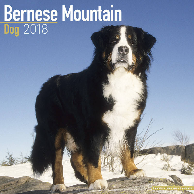 bernese mountain dog calendar