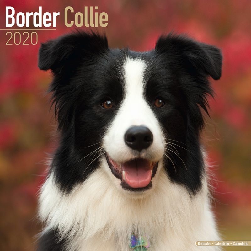 Beautiful 8/" x 6/" Magnetic Photo Frame Border Collie Gift