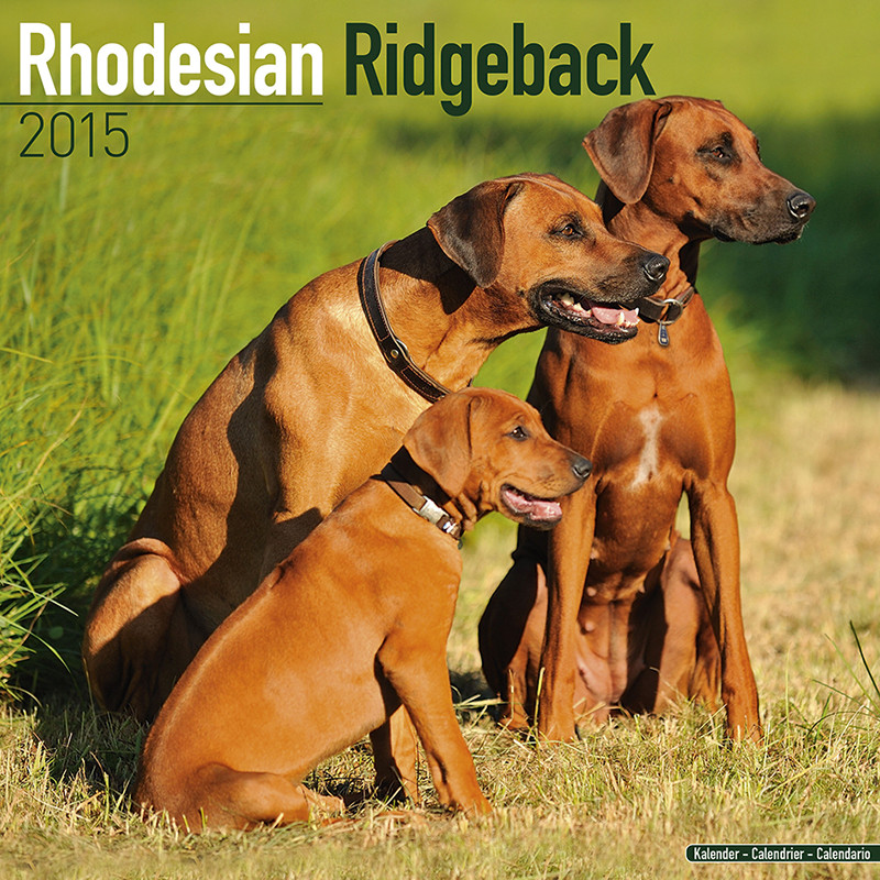 Rhodesian Ridgeback - Calendars 2019 on UKposters ...