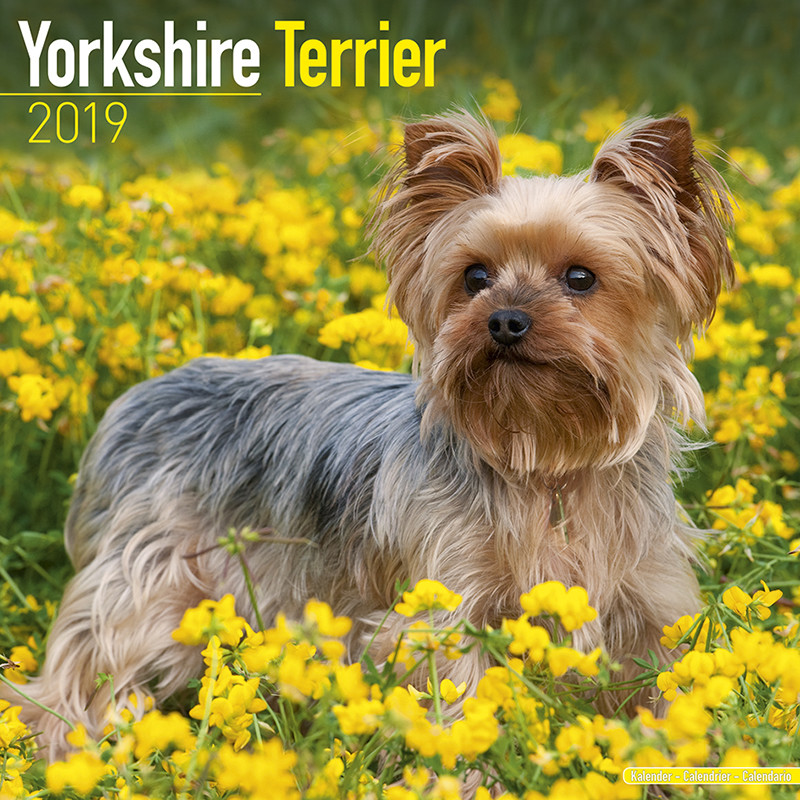 Yorkshire Terrier Calendars 2021 on UKposters/UKposters