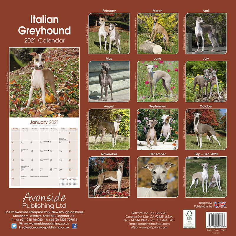 Italian Greyhound Calendários de parede 2024 Compre em Europosters