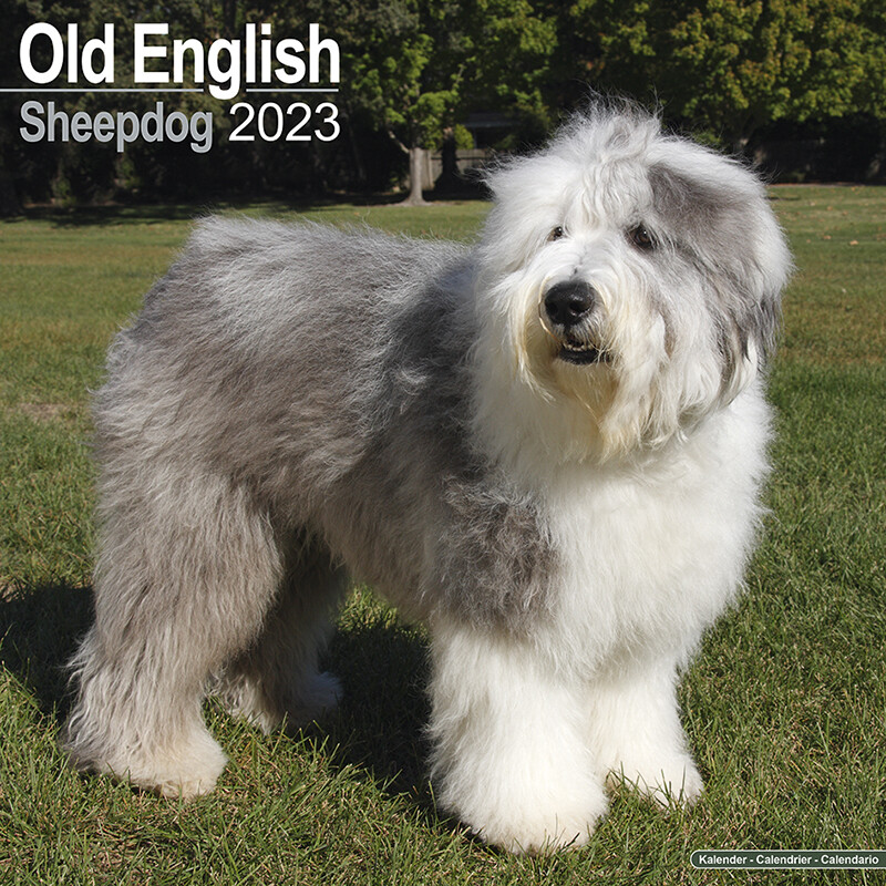 Caderno inglês velho do Sheepdog - funcione o cão!