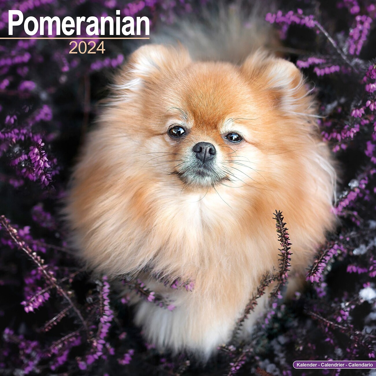 O retrato de homens asiáticos guarda o cão pomeranian com amor e