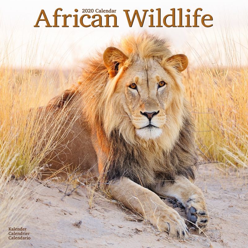 African Wildlife - Wall Calendars 2020 | Buy at Europosters