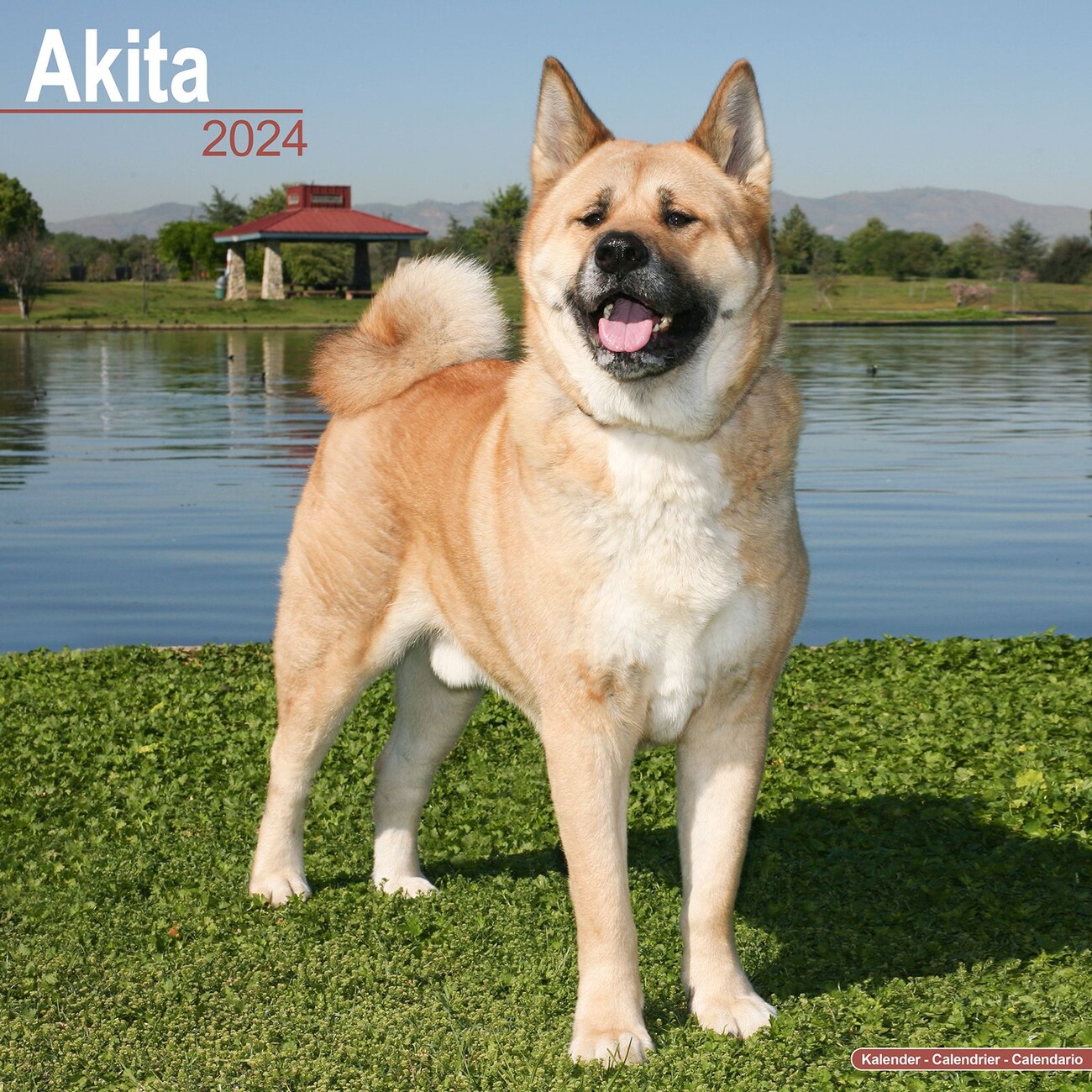 Akita Wall Calendars 2024 Buy at Europosters