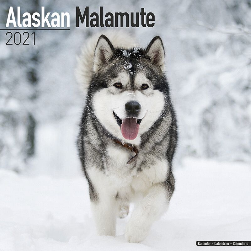 dog breed calendar 2021 Wall Calendar Free Shipping Just Alaskan Malamutes 