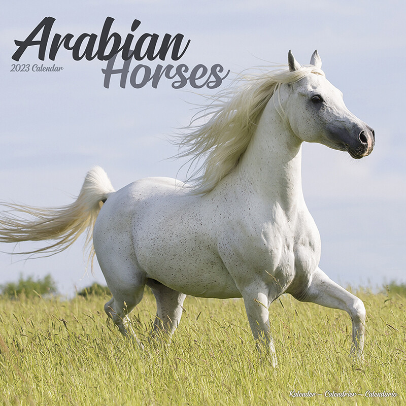 Arabian Horses - Wall Calendars 2023 | Buy at Europosters