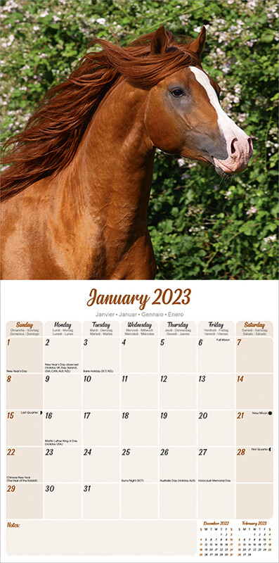 Arabian Horses - Wall Calendars 2023 | Buy at Europosters