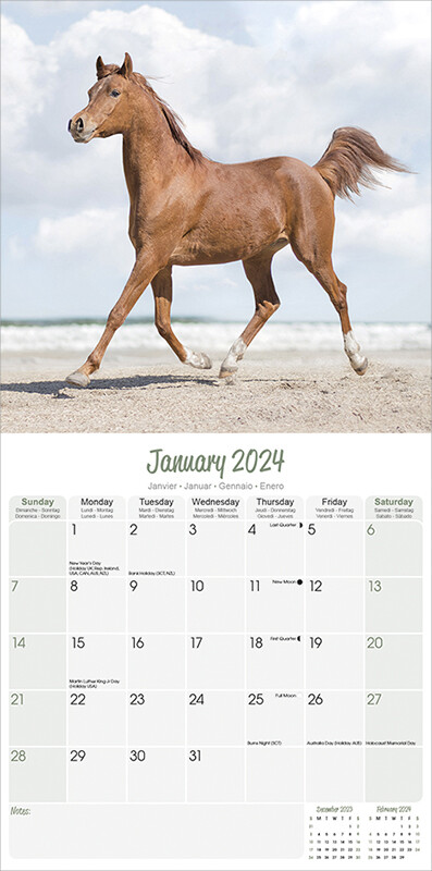 Arabian Horses Wall Calendars 2024 Buy At Europosters   Arabian Horses I179130 