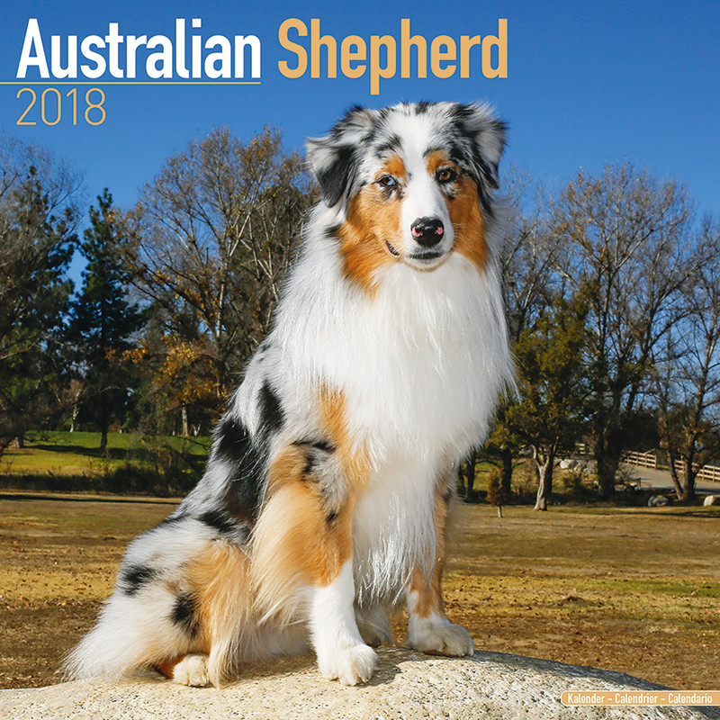radiator gidsel Tak for din hjælp Australian Shepherd - Wall Calendars 2018 | Large selection