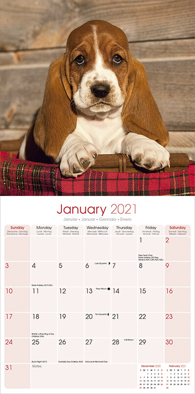 Home & Garden 12€ x 12€ 12 Months Dog Lover Gift Wall Calendar ...