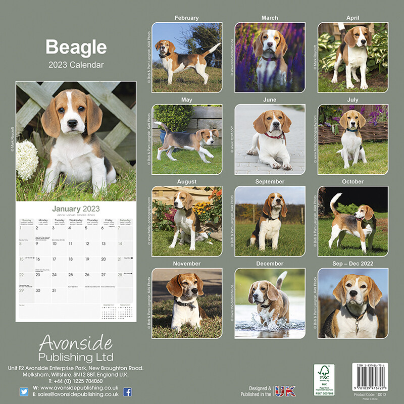 Beagle - Wall Calendars 2023