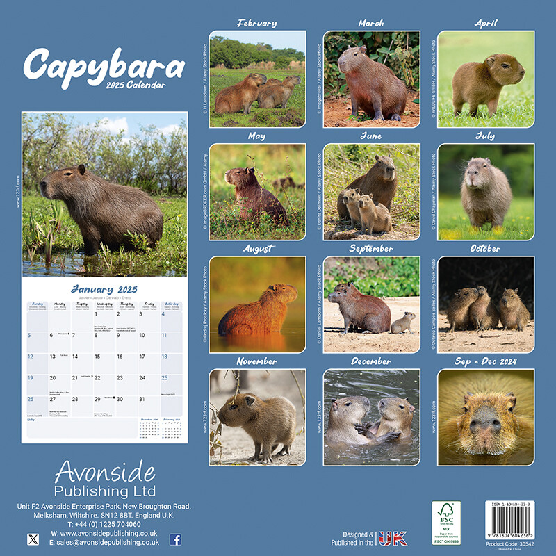 Capybara Wall Calendars 2025 Buy at Europosters