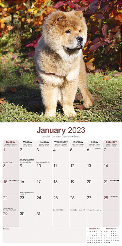 Just Chow Chows 2023 Wall Calendar (Wall)