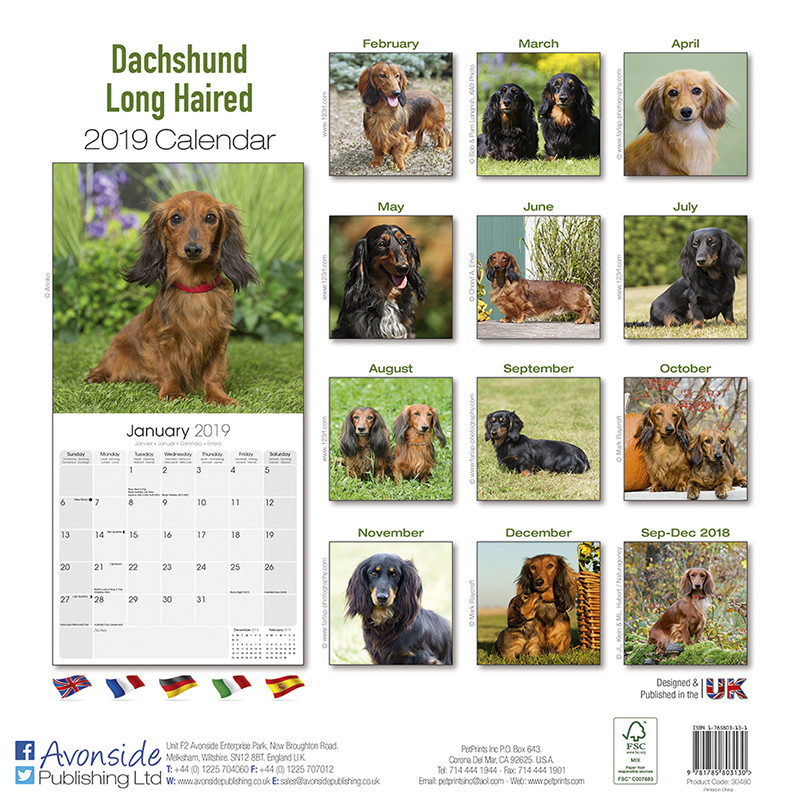 Dachshund - Wall Calendars 2024 | Buy at Europosters
