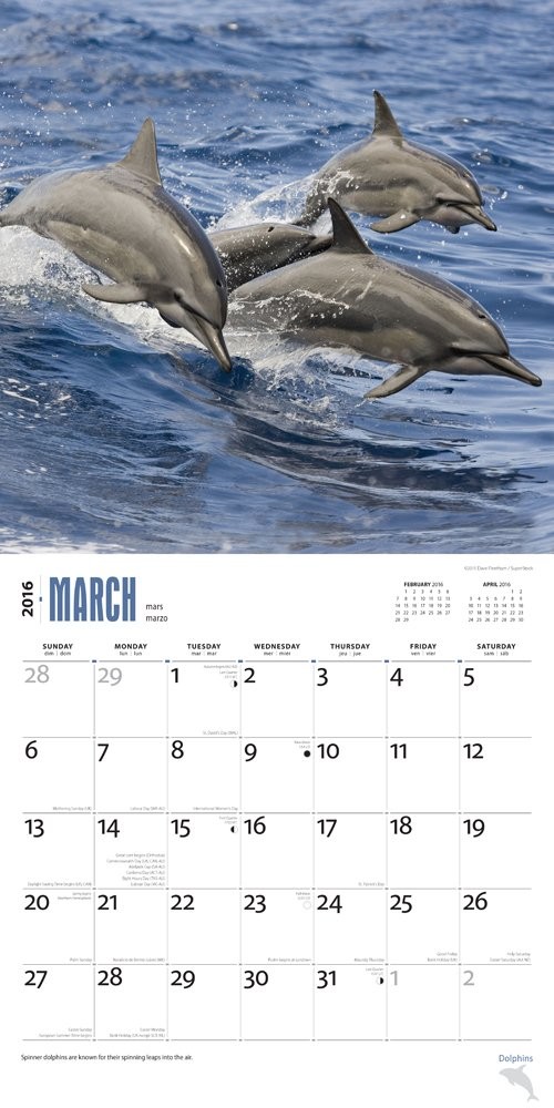 Dolphin Wall Calendars 2016 Buy at Europosters