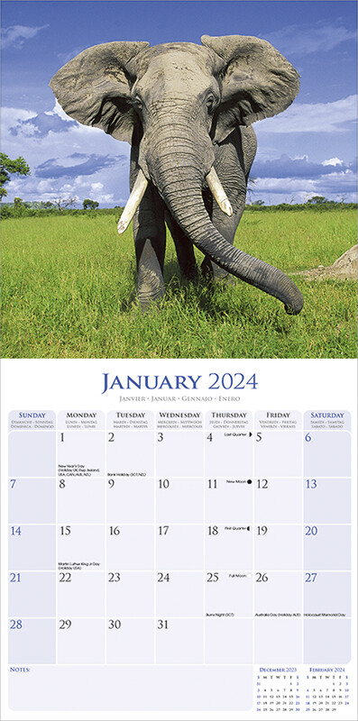 Elephants Wall Calendars 2024 Buy At Abposters Com   Elephants I179199 