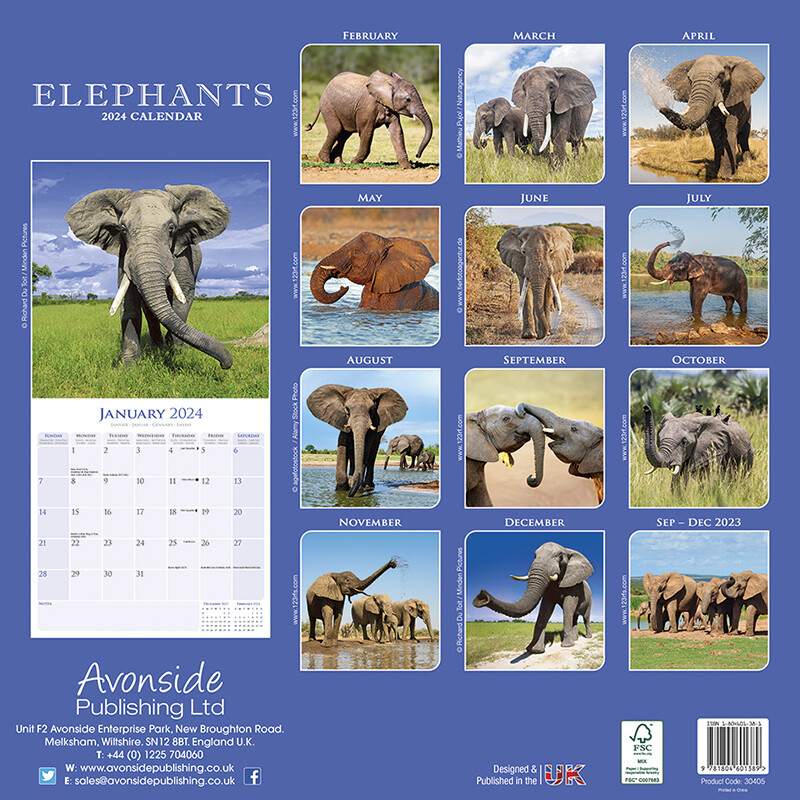 Elephants I179200 