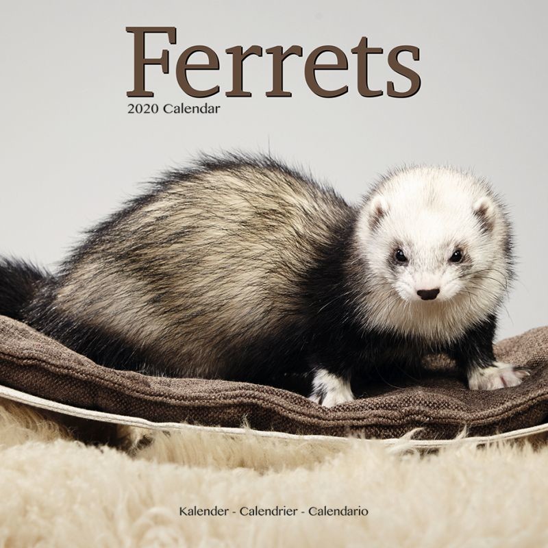 ravens stuff ferret calendar