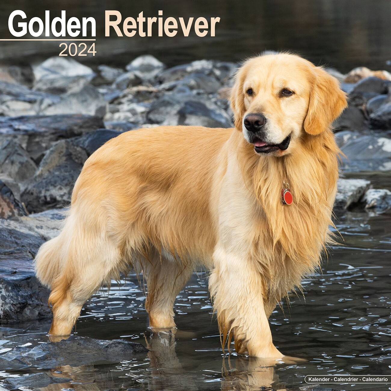 Golden Retriever Wall Calendars 2024 Buy at