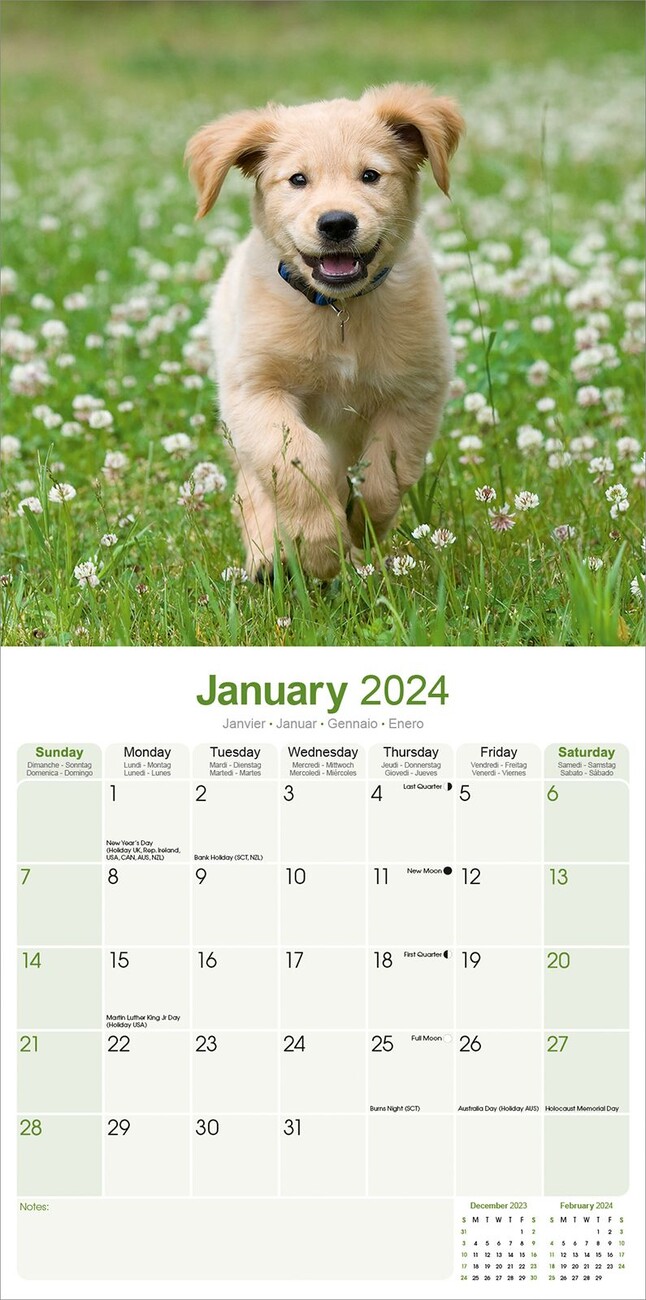 Golden Retriever Wall Calendars 2024 Buy at