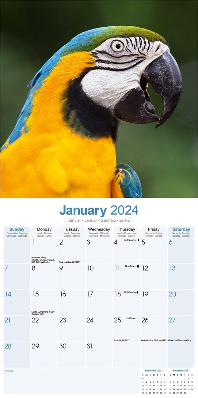 Macaws Wall Calendars 2024 Buy At Abposters Com   Macaws I178250 