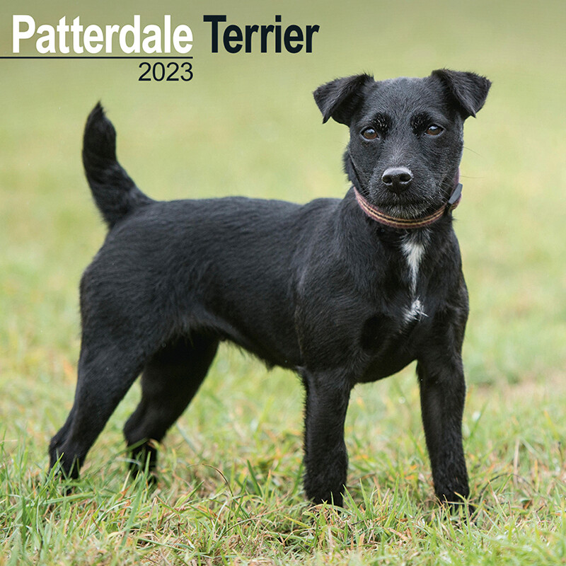 Patterdale pitbull 2024