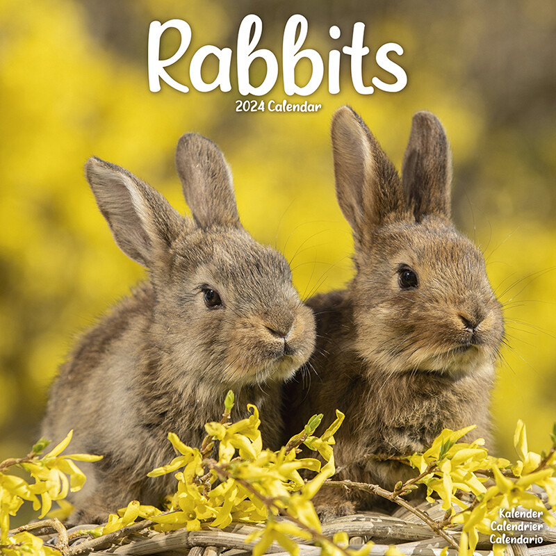 Rabbits Wall Calendars 2024 Buy at Europosters