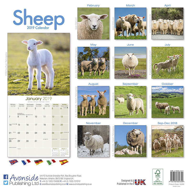 Sheep - Wall Calendars 2019 | Large selection