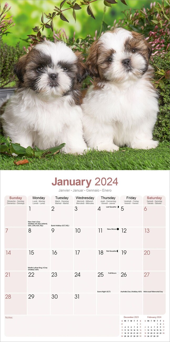 shih-tzu-wall-calendars-2024-buy-at-europosters
