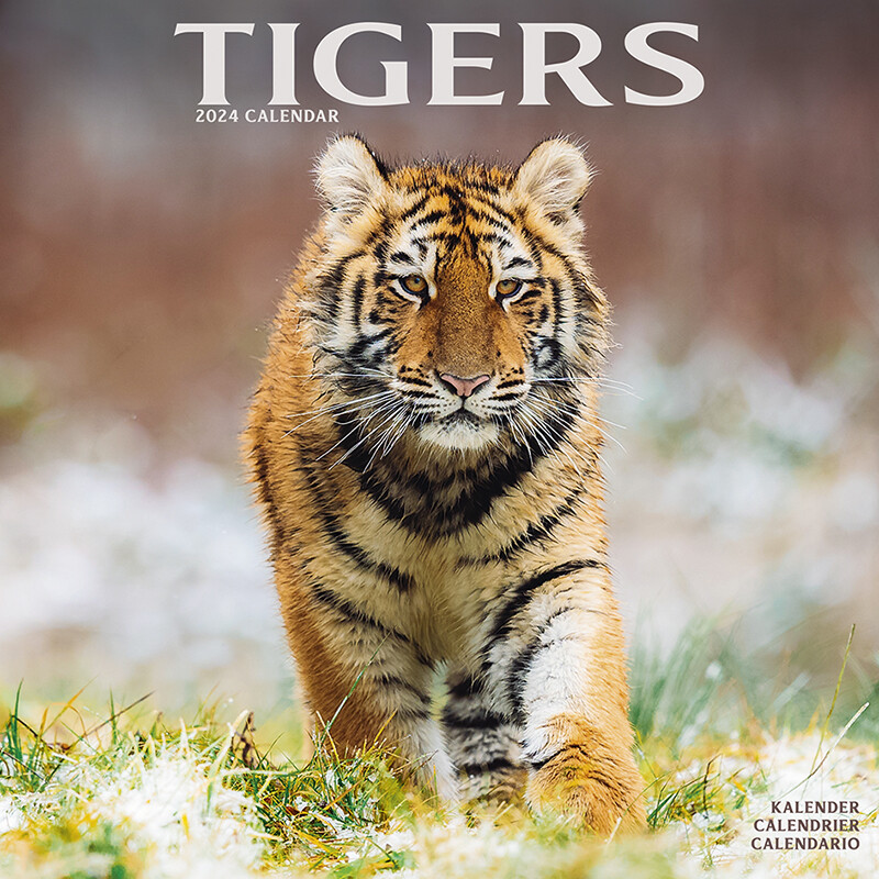 Tigers Wall Calendars 2024 Buy at Europosters