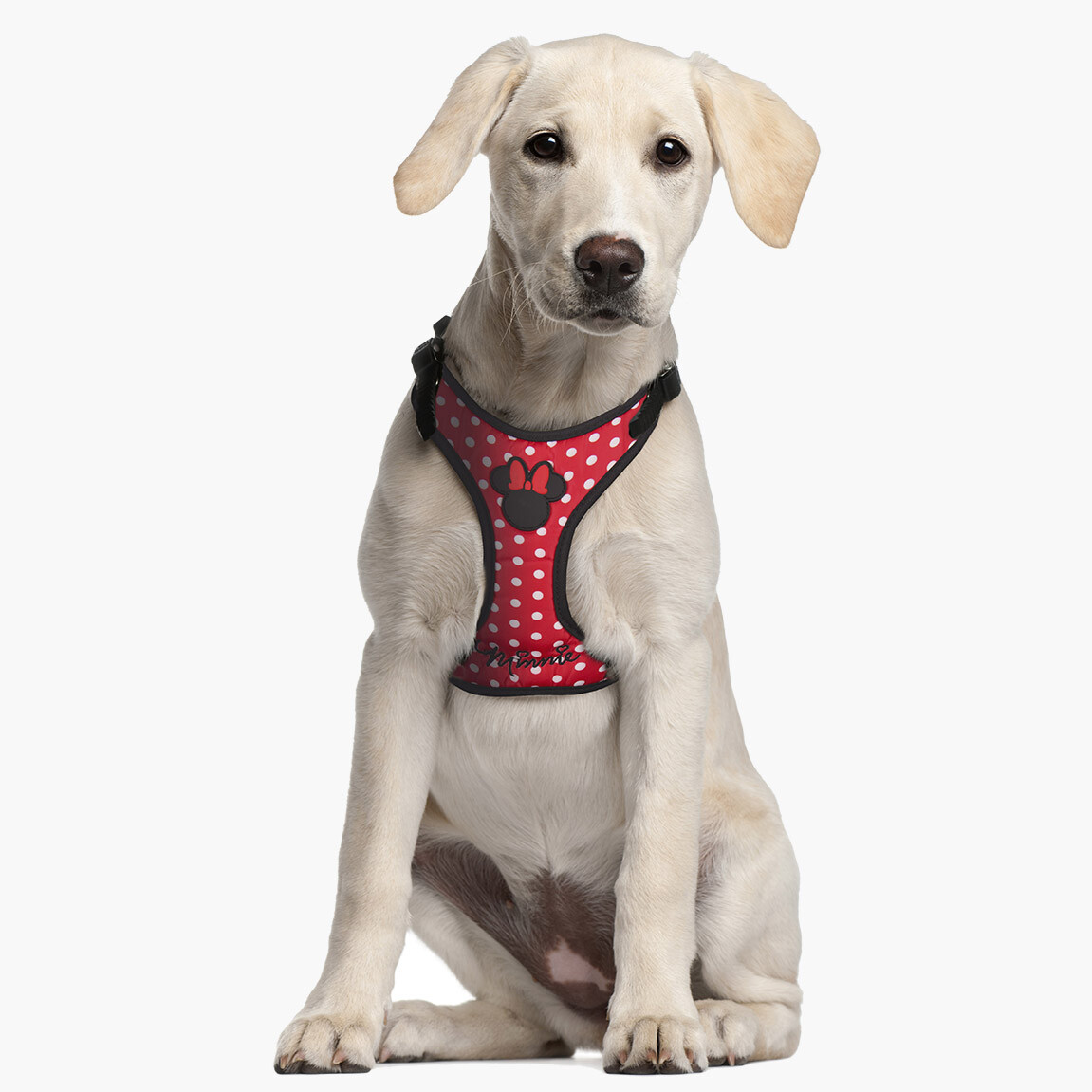 mickey mouse harness for dogs