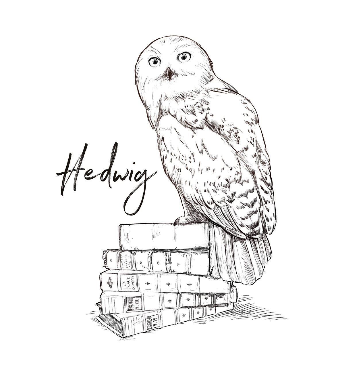 Harry Potter - Hedwig | Clothes and accessories for merchandise fans