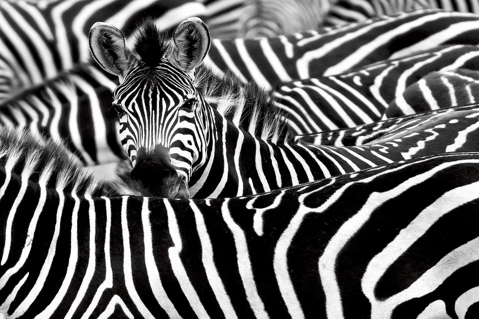 Wall Glass Art Zebra Many Zebras Buy at Europosters.eu