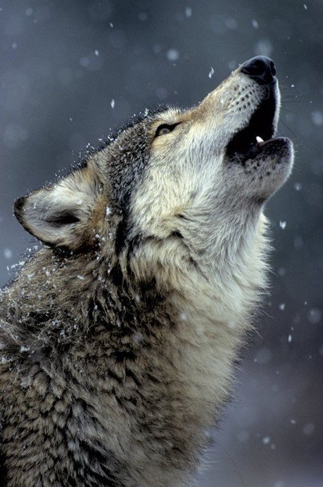 Call of wolf Juliste, Poster | Tilaa netistä Europosters