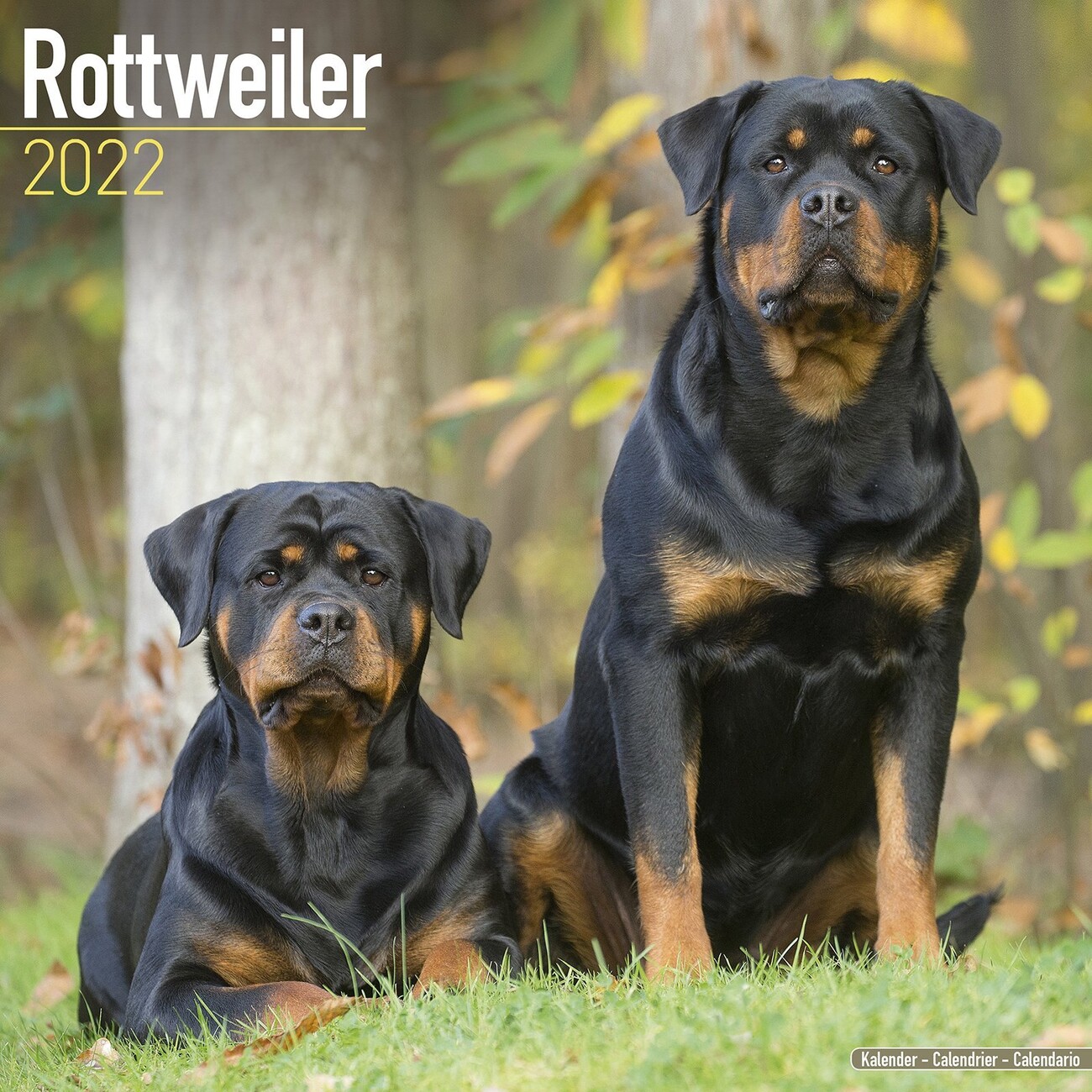 Rottweiler - Seinäkalenterit 2022 | Osta Europosters