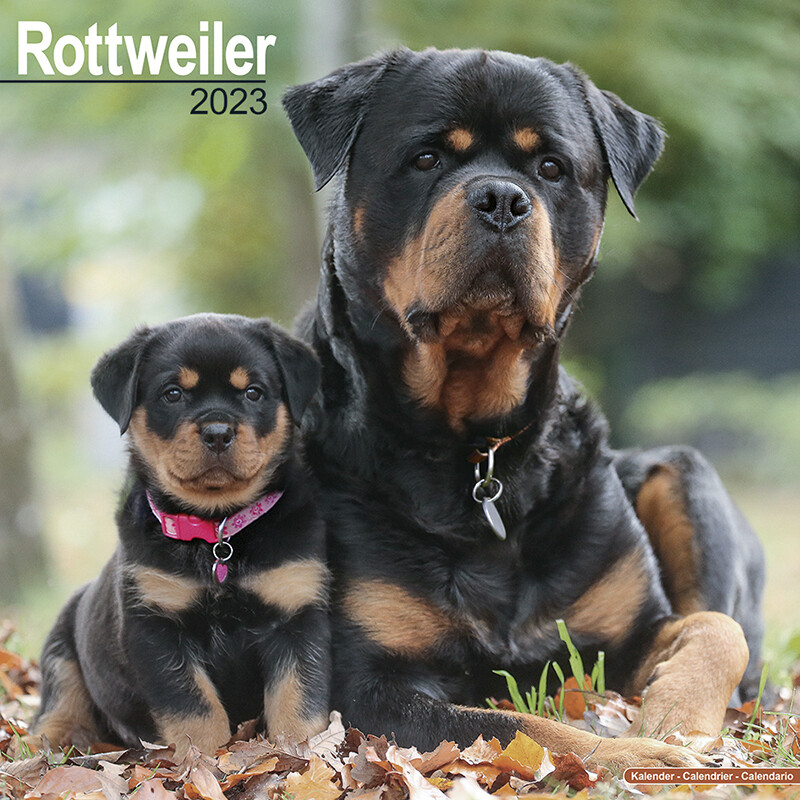 Rottweiler - Seinäkalenterit 2023 | Osta Europosters