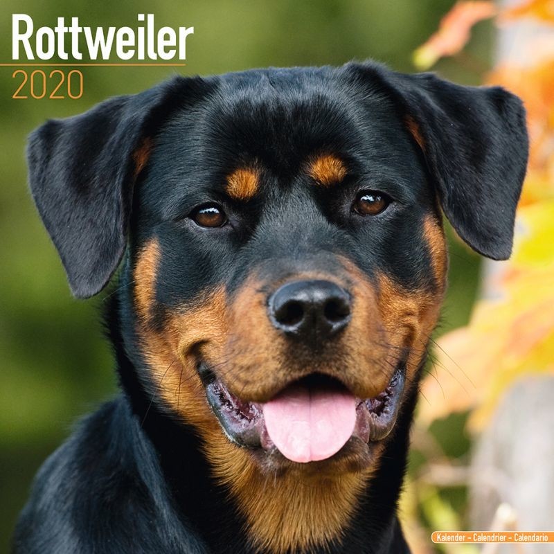 Rottweiler - Seinäkalenterit 2020 | Osta Europosters