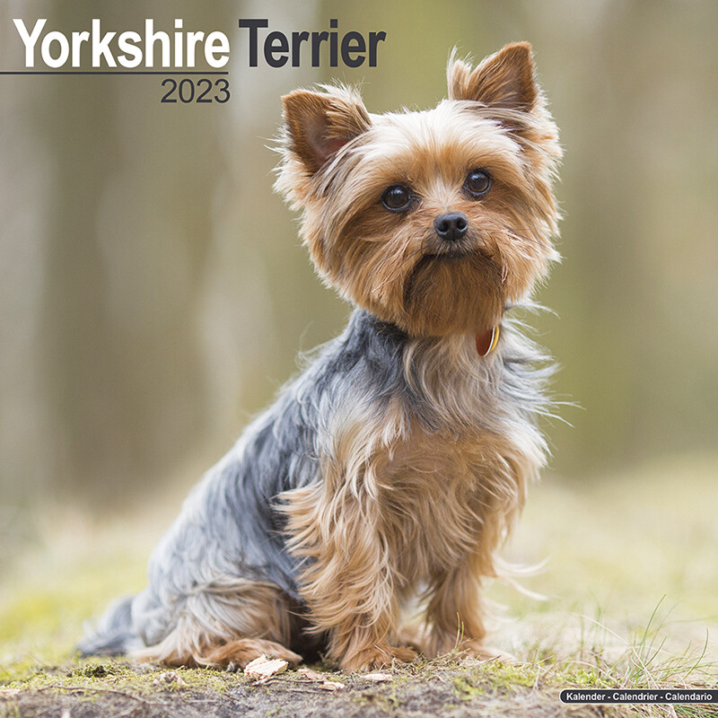 Yorkshire Terrier - Seinäkalenterit 2023 | Osta Europosters