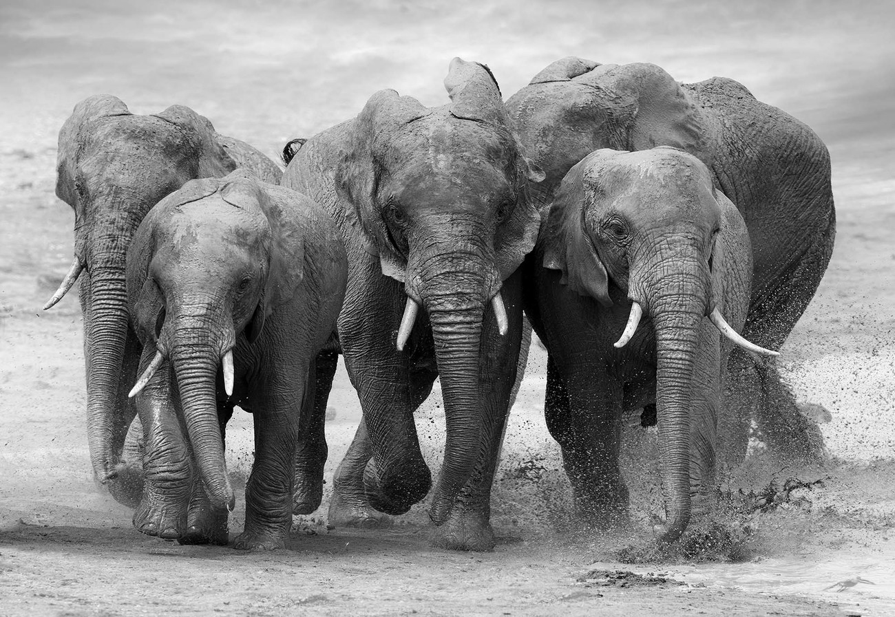 elephants-black-and-white-animals-tapetti-valokuvatapetti-europosters-fi