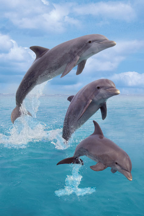 Poster Dolphins trio - portrait
