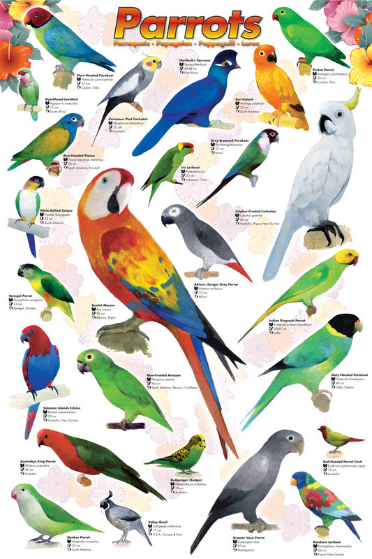 Parrots Poster | Sold at Abposters.com